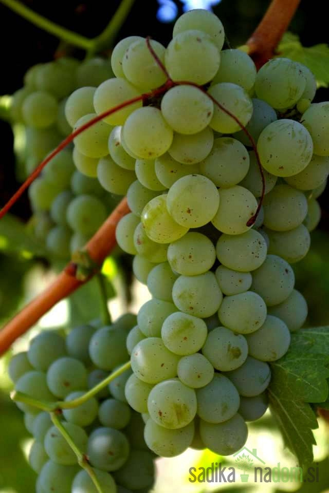 Trta Sauvignon