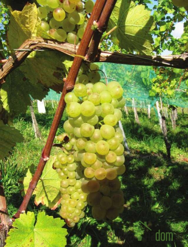 Trta Beli pinot