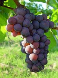 Trta Sivi pinot