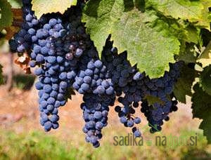 Trta Merlot