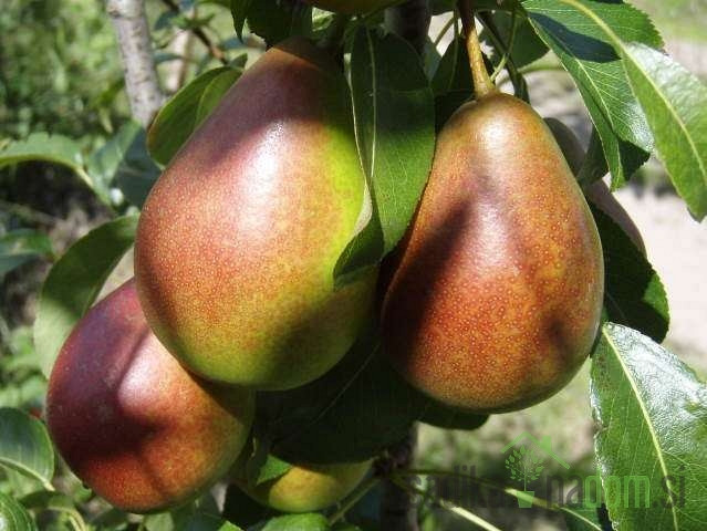 Hruška Avranška / Dobra Lojza