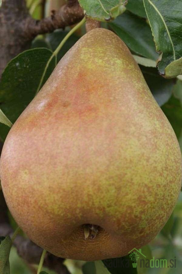Hruška Društvenka