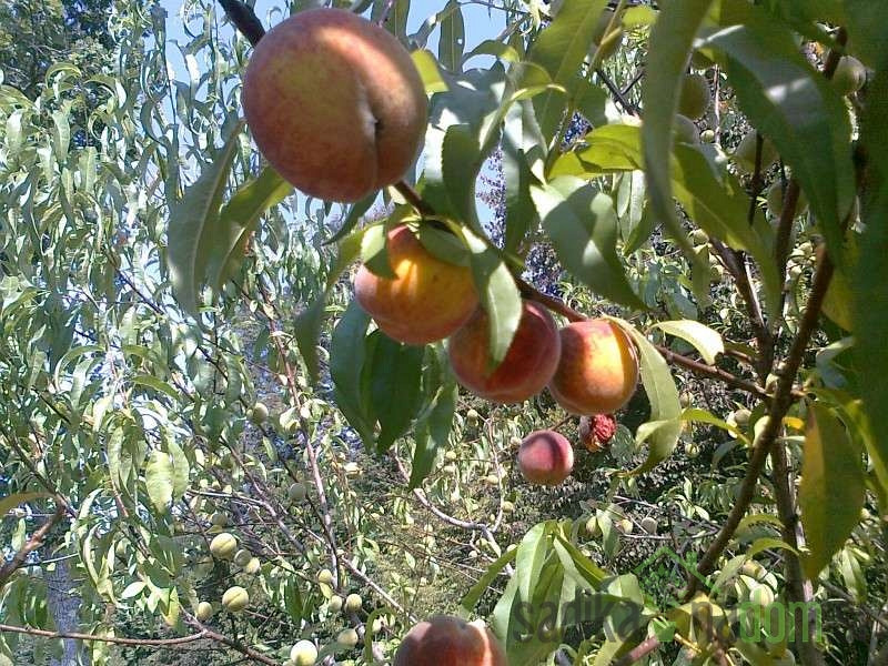 Breskev Vinogradniška - SPLOŠNO ODPORNEJŠA OD DRUGIH SORT