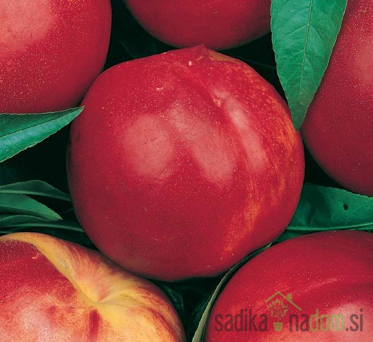 Nektarina Caldesi 2000