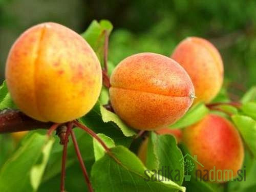 Marelica Bergeron - debela XL