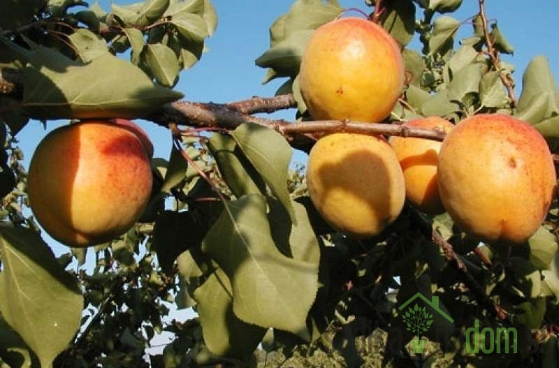 Marelica Ogrska / Madžarska - N1 (splošno odporna)