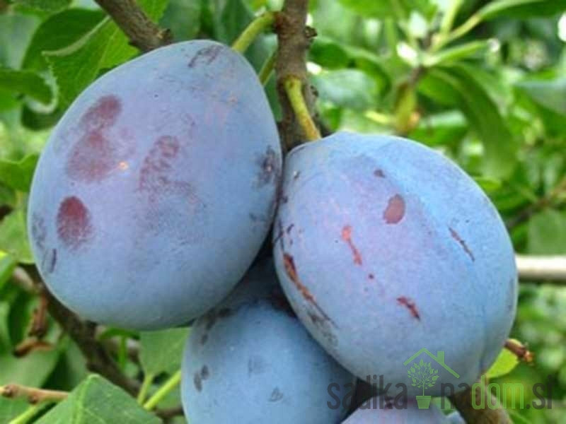 Sliva Čačanska lepotica - ZELO DEBELA