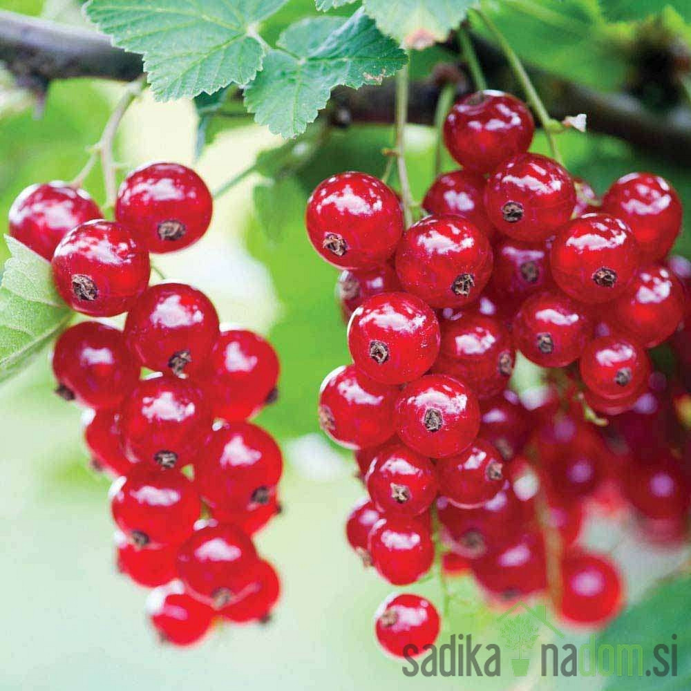 Ribez rdeči Jonkheer van Tets / Lisette