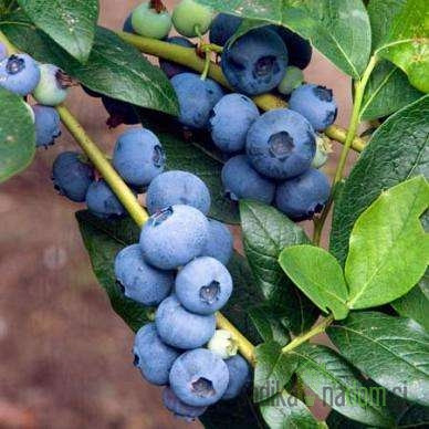 Ameriška borovnica Patriot