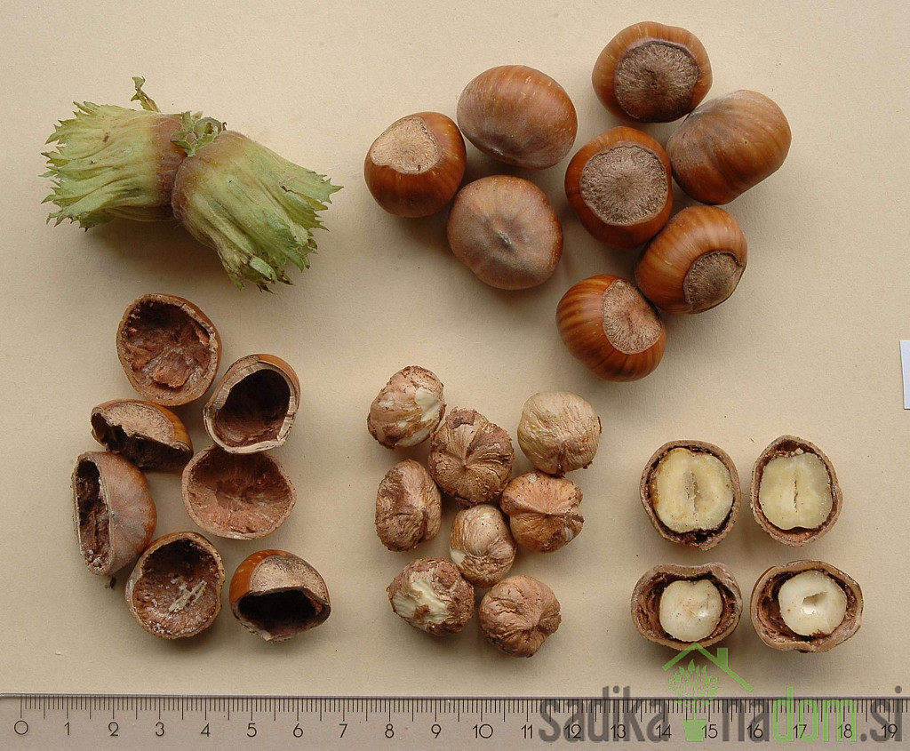 Leska Istrska okrogloplodna