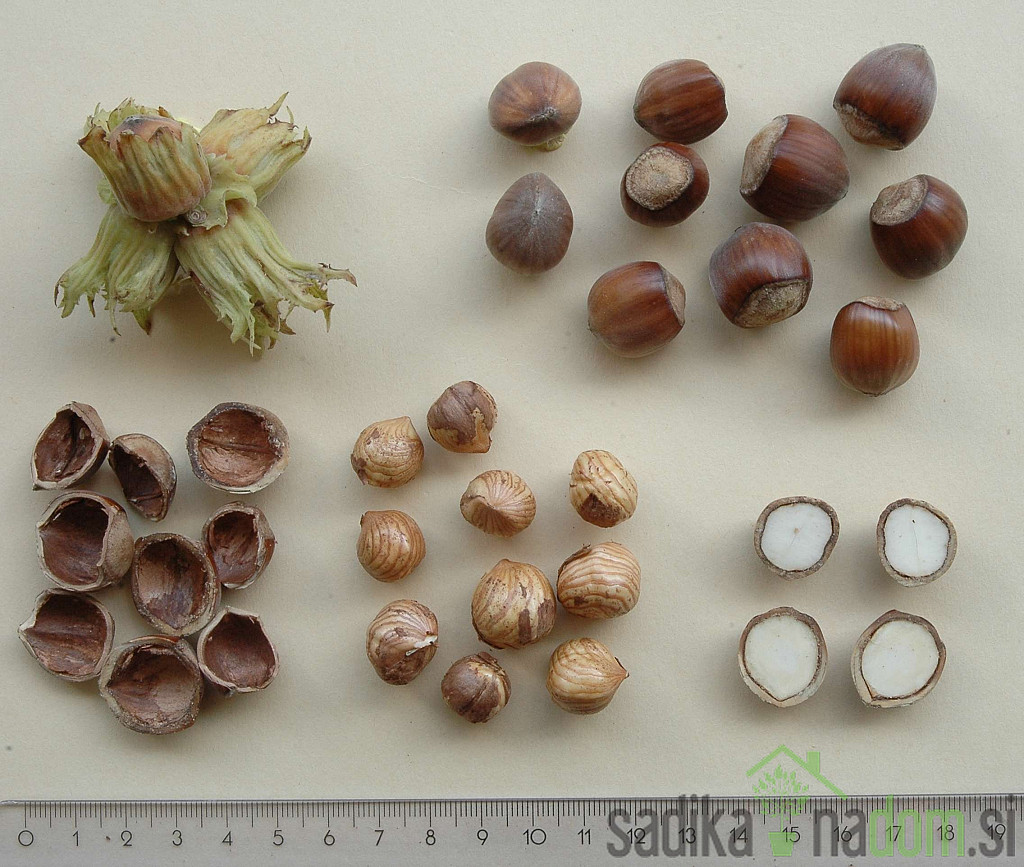 Leska Segorbe