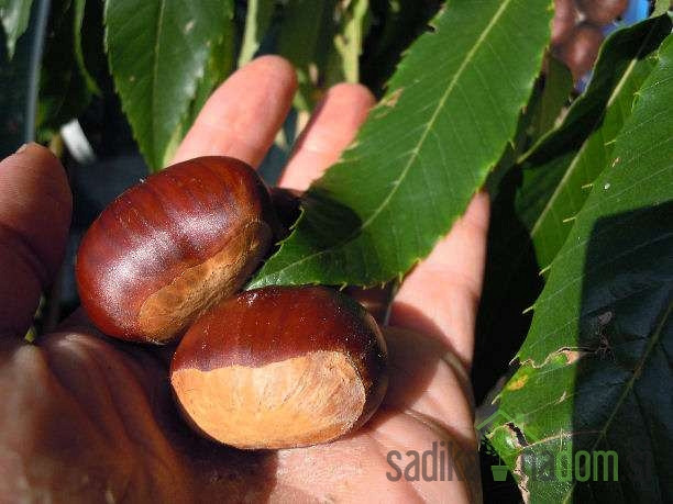 Kostanj / Maroni Bouche de Betizac