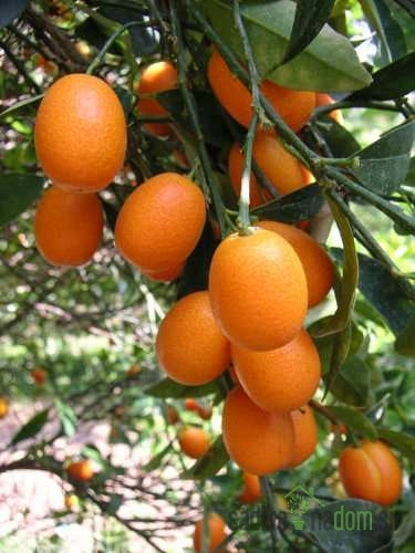 Kumkvat / Kumquat