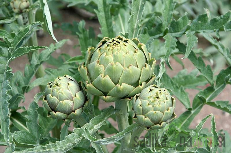 Artičoka