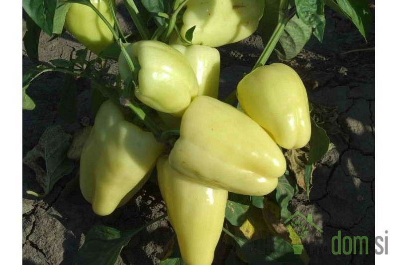 Paprika Bagoly/Divna
