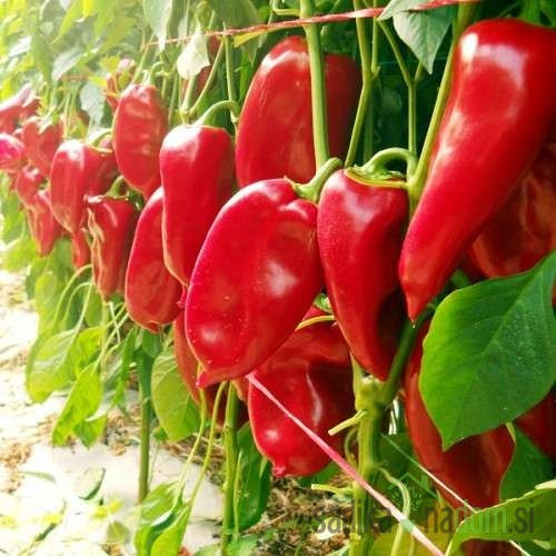 Paprika Slonovo uho