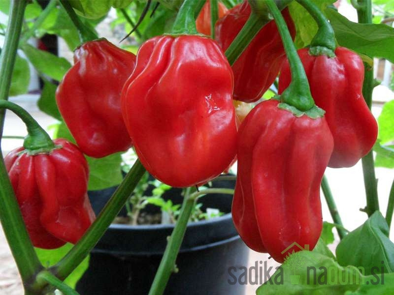 Feferon čili Habanero Red