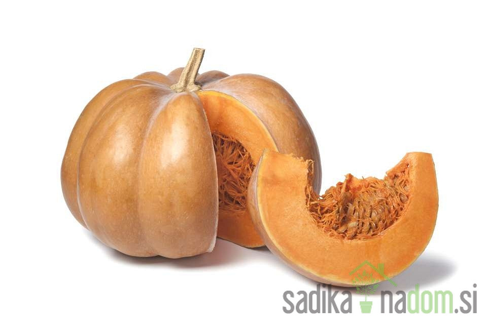 Bučka muškatna Muscade De Provence
