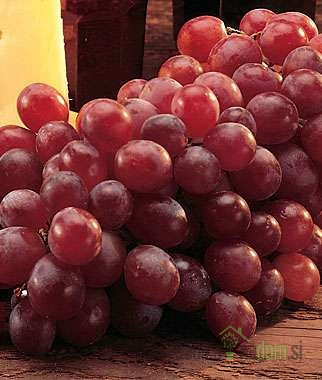 Trta Reliance / brez pešk