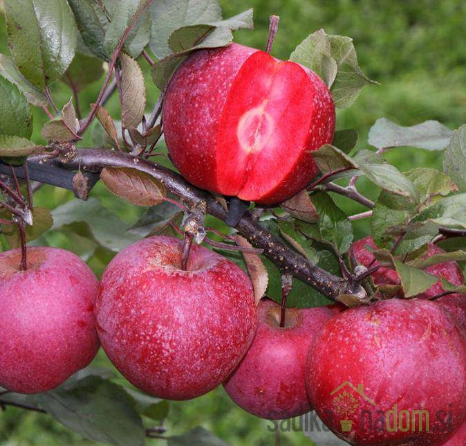 Jablana Rosette - RDEČE MESNATA