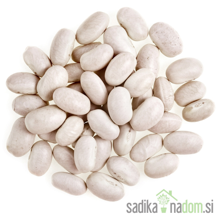 Seme Fižol Tetovec Kiro