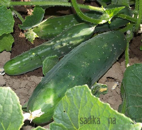 Seme BIO Kumare Marketmore A675