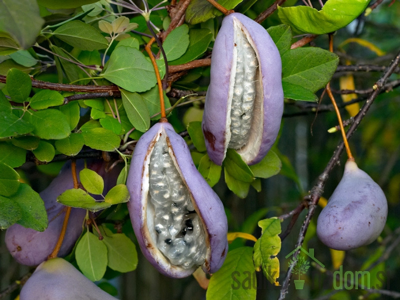 Akebija / Akebia Quinata