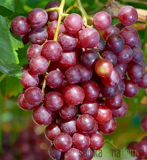 Trta Apirena Rossa - BREZ PEŠK