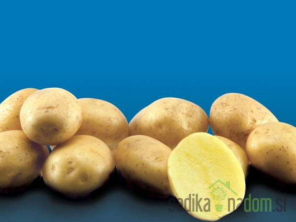 Semenski krompir Artemis - NADOMESTNA SORTA ZA ARINDO
