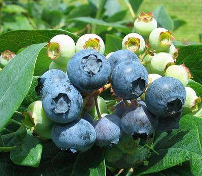 Ameriška borovnica Legacy