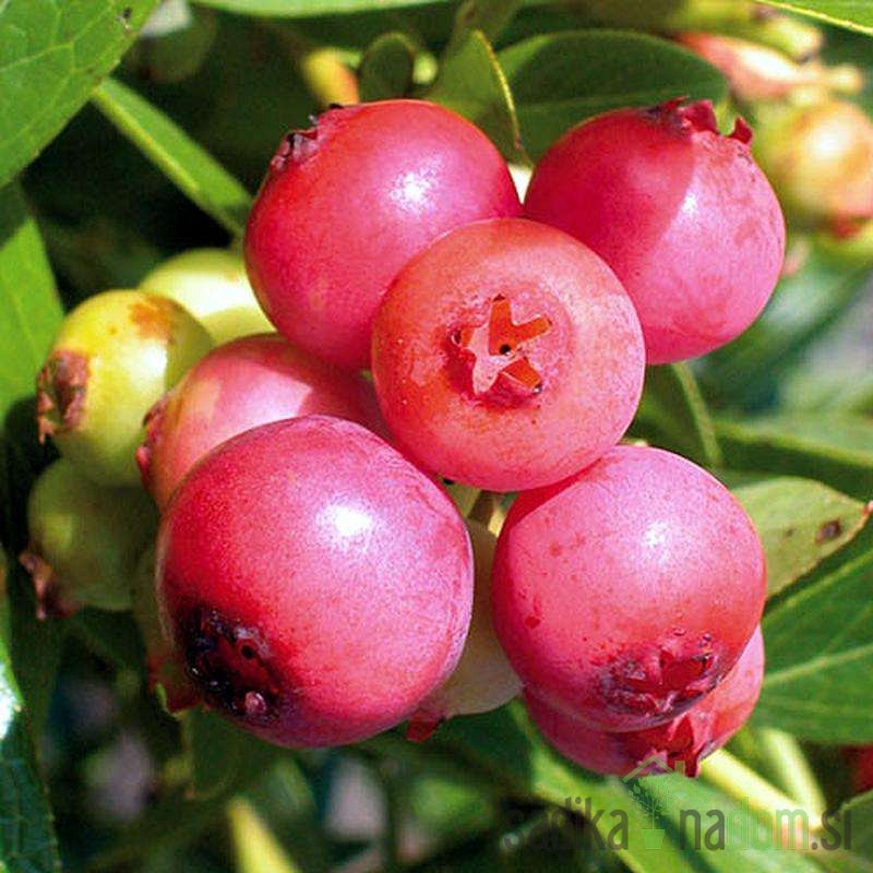 Ameriška borovnica Pink Lemonade / Pink Blueberry