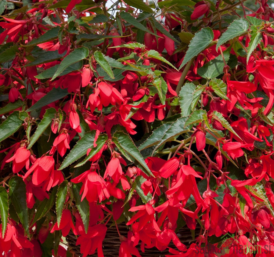 Ognjena begonija (begonia boliviensis)
