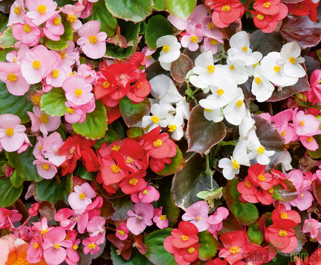 Begonija (Begonia semperflorens)