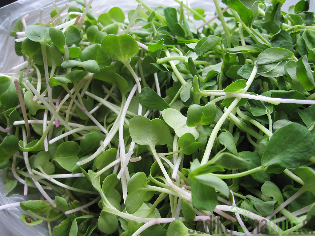 Seme BIO Kalčki Redkev Daikon