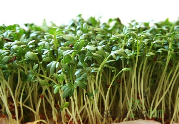 Seme BIO Kalčki Vrtna kreša