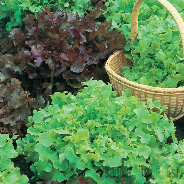 Seme BIO Solata Salad Bowl pisana mešanica A417