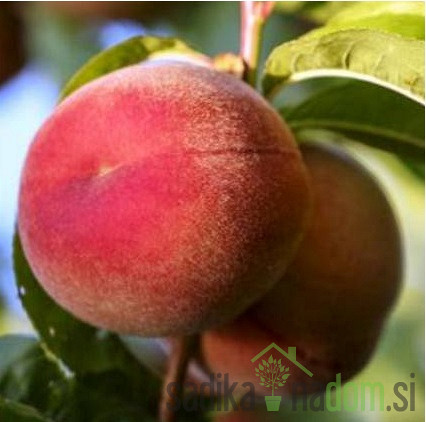 Breskev Maria Delizia