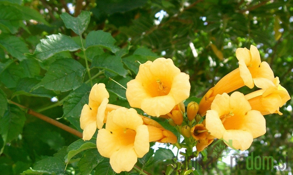 Jasminova troblja Flava (Campsis Radicans)