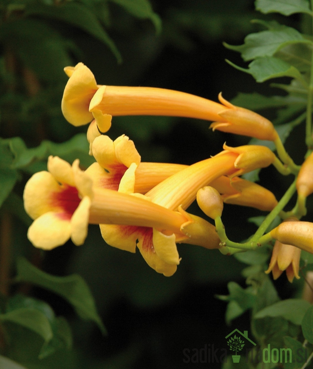 Jasminova troblja Judy (Campsis Radicans)