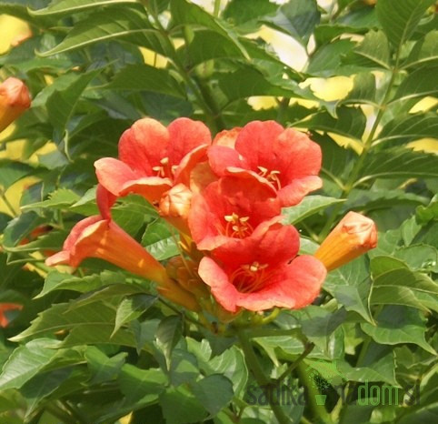 Jasminova troblja Ursynow (Campsis Radicans)