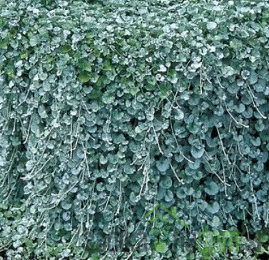 Dihondra (Dichondra repens)