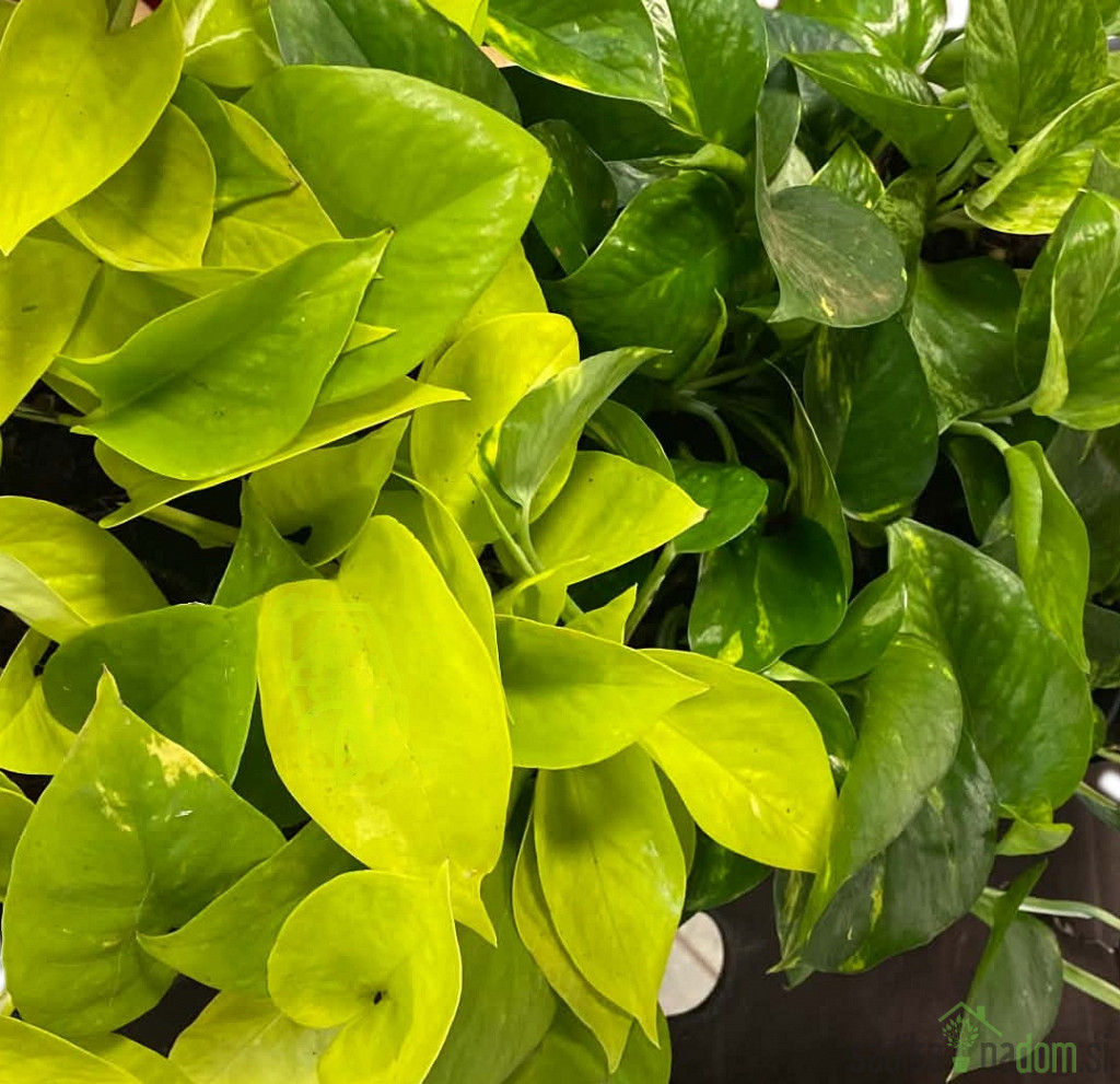 Potos (Epipremnum Pinnatum) 