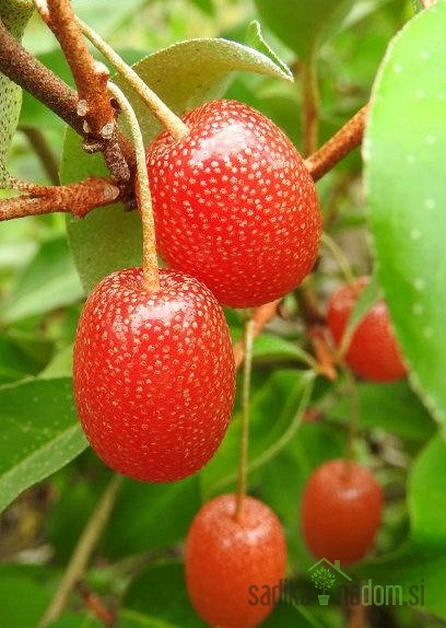 Kobulasta oljčica Pointilla (Eleganus umbellata)