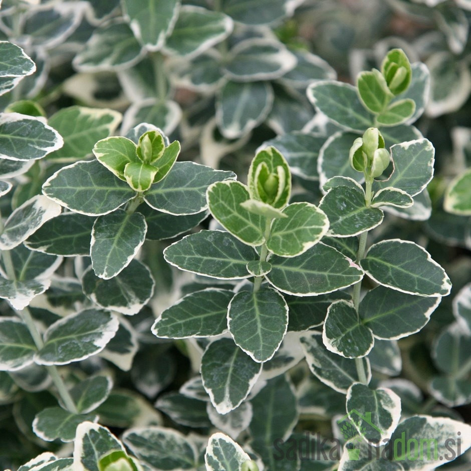 Plazeča trdoleska Emerald Gaiety (Euonymus fortunei)