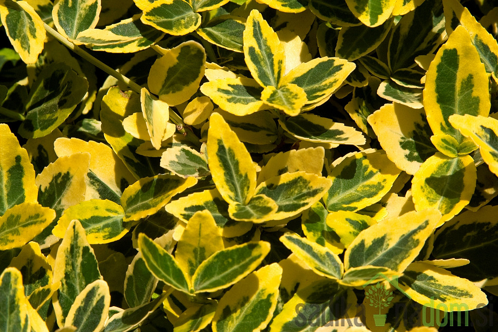 Plazeča trdoleska Emerald Gold (Euonymus fortunei)