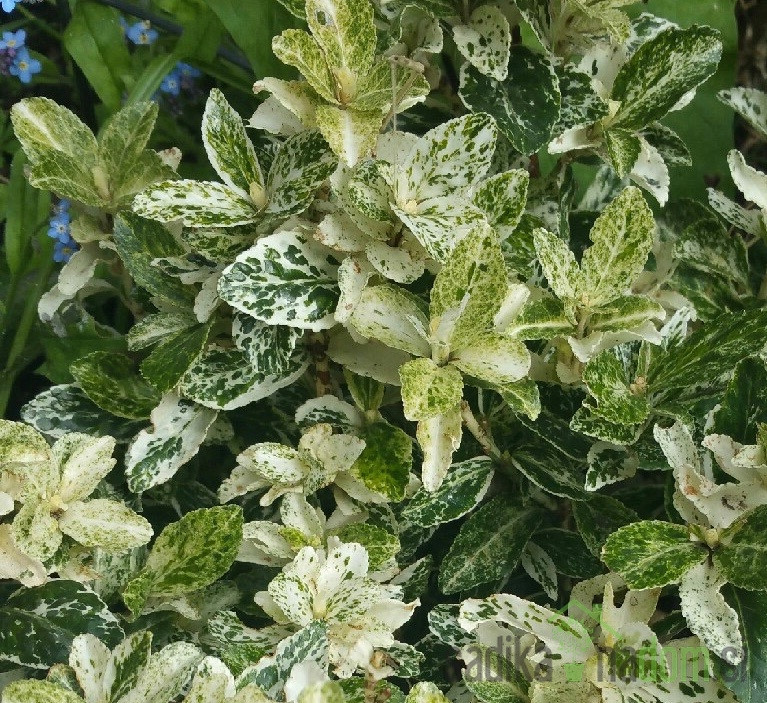 Plazeča trdoleska Harlequin (Euonymus fortunei)