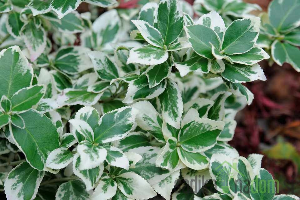 Plazeča trdoleska Silver Queen (Euonymus fortunei)