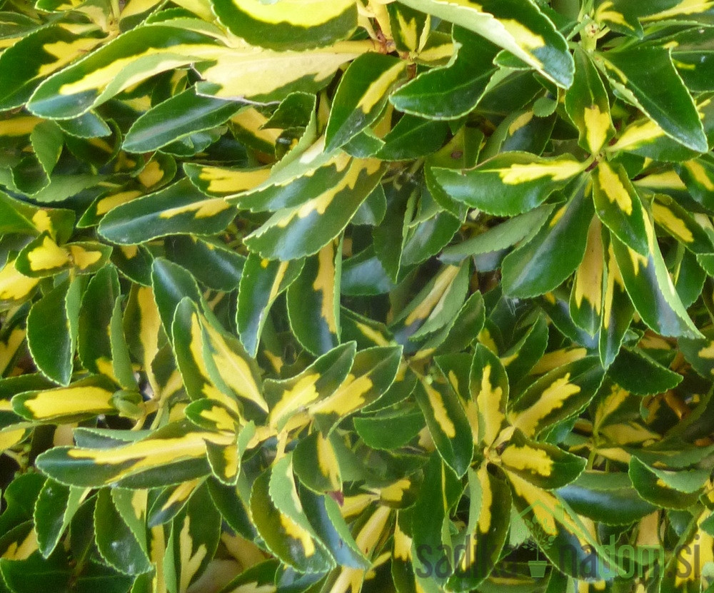 Plazeča trdoleska Sunspot (Euonymus fortunei)