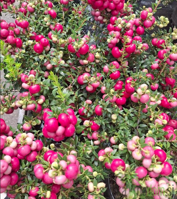Pernecija/Gaulterija (gaultheria mucronata)