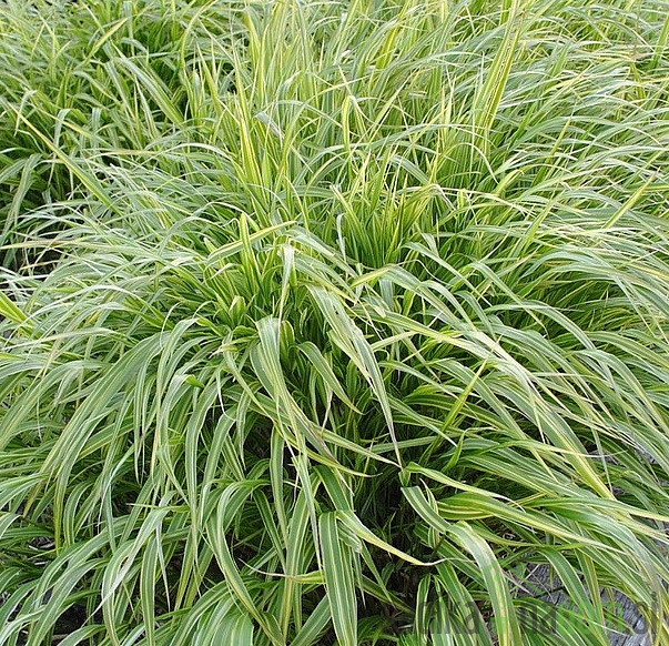 Okrasna japonska trava Albostriata (hakonechloa macra)